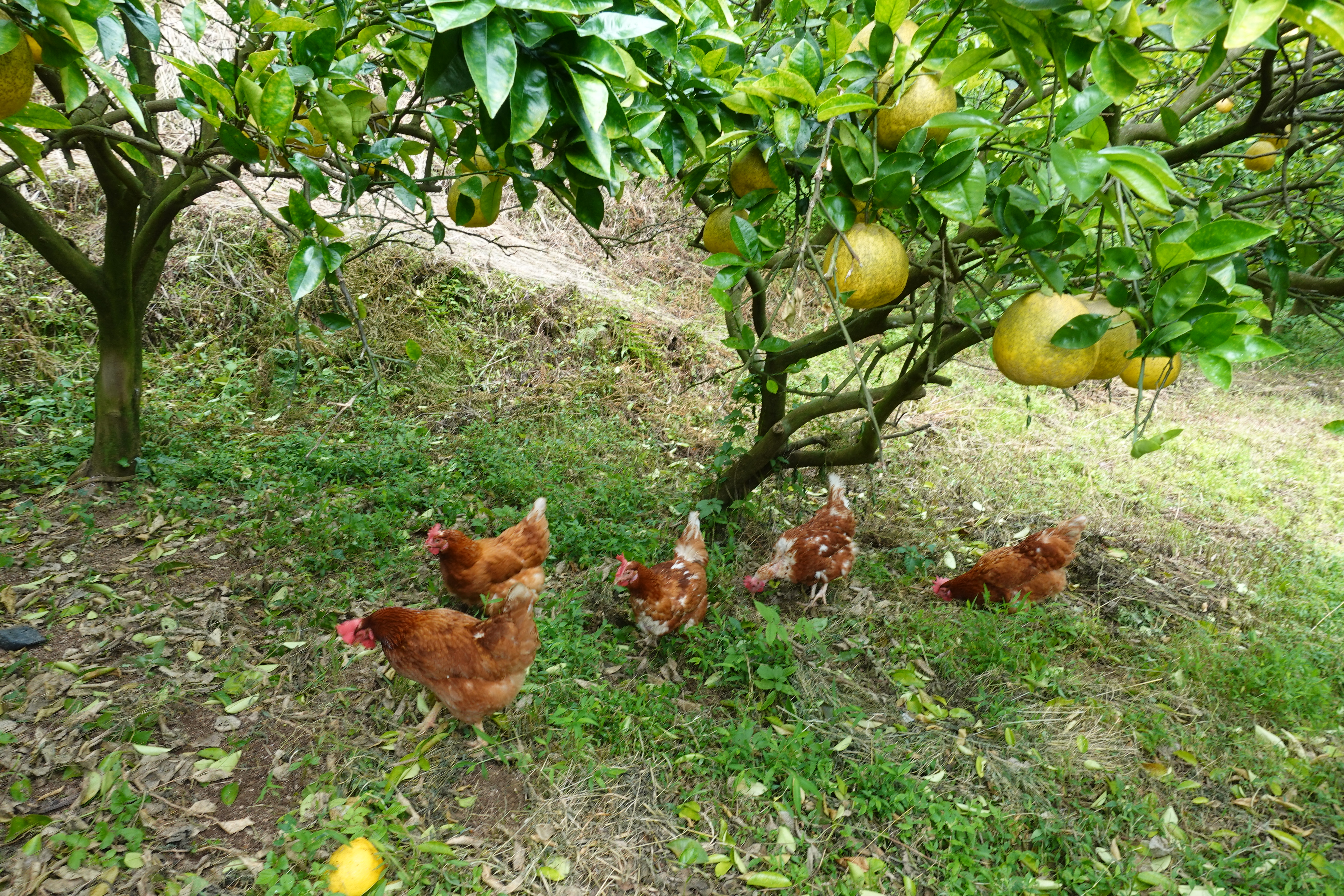 オーダーごとにもぎたてを発送。赤松さんのほろ苦い『河内晩柑』 | HiO