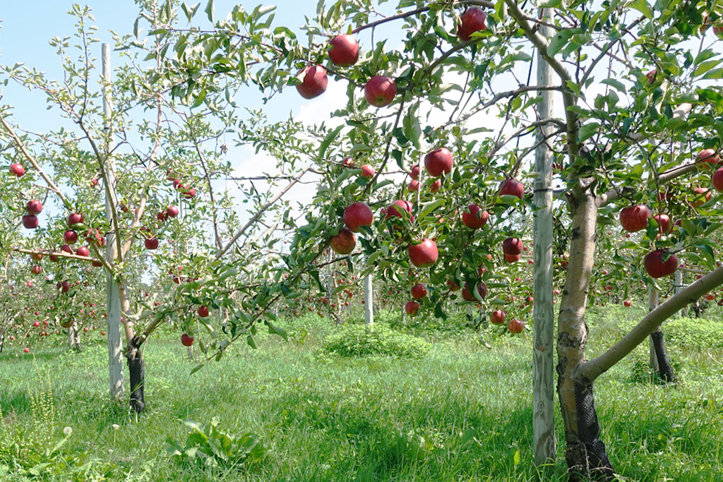 リンゴの名産地 青森で新旧の栽培方法を研究 赤石農園のリンゴ作り Hio Ice Cream