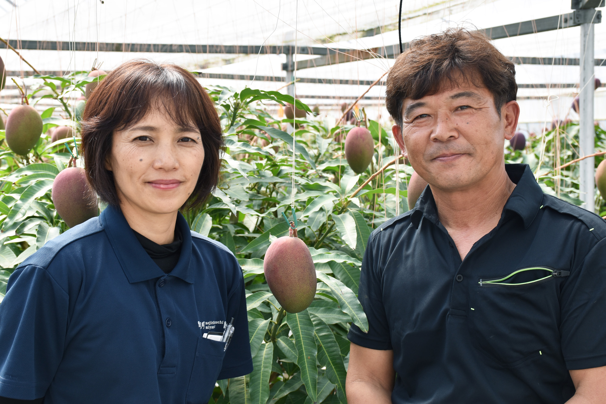 マンゴー農園経営