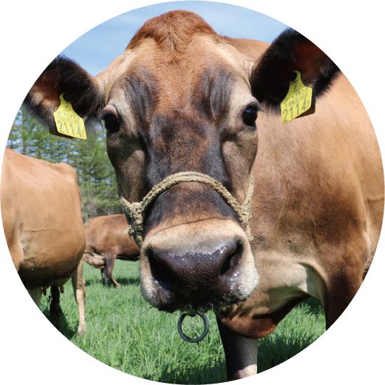 十勝 シングルオリジンジャージーミルク