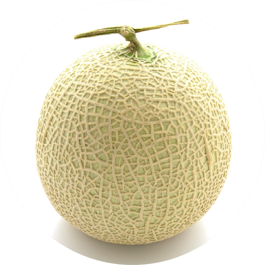 メロン＜シャーベット＞